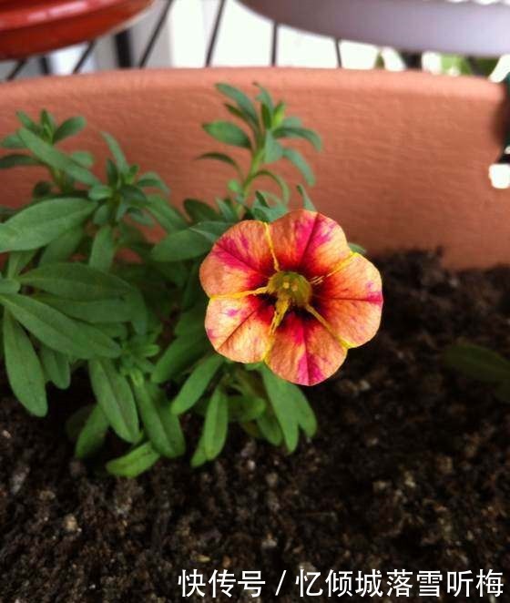 舞春花|喜欢菊花,就养盆“玫瑰精品”罗德斯,花开如丝绒般,高端艳丽