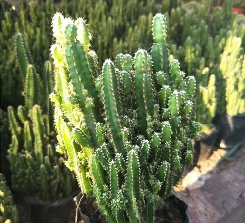 你的“万重山”个头小?看看大神们养得,个个要窜天去