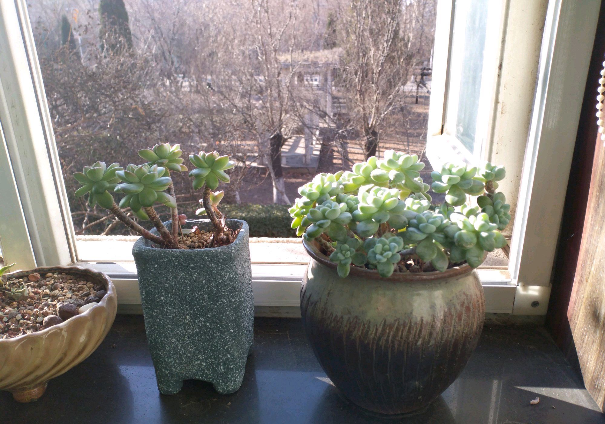 爆盆出锦的多肉可以换盆吗选对换盆方式,疯长爆盆还易出锦