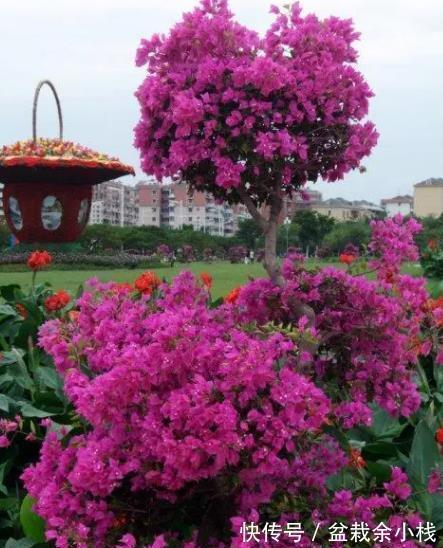 花芽|秋天养三角梅，合理的掐芽打顶，新芽侧枝一起长，绽放层叠群花