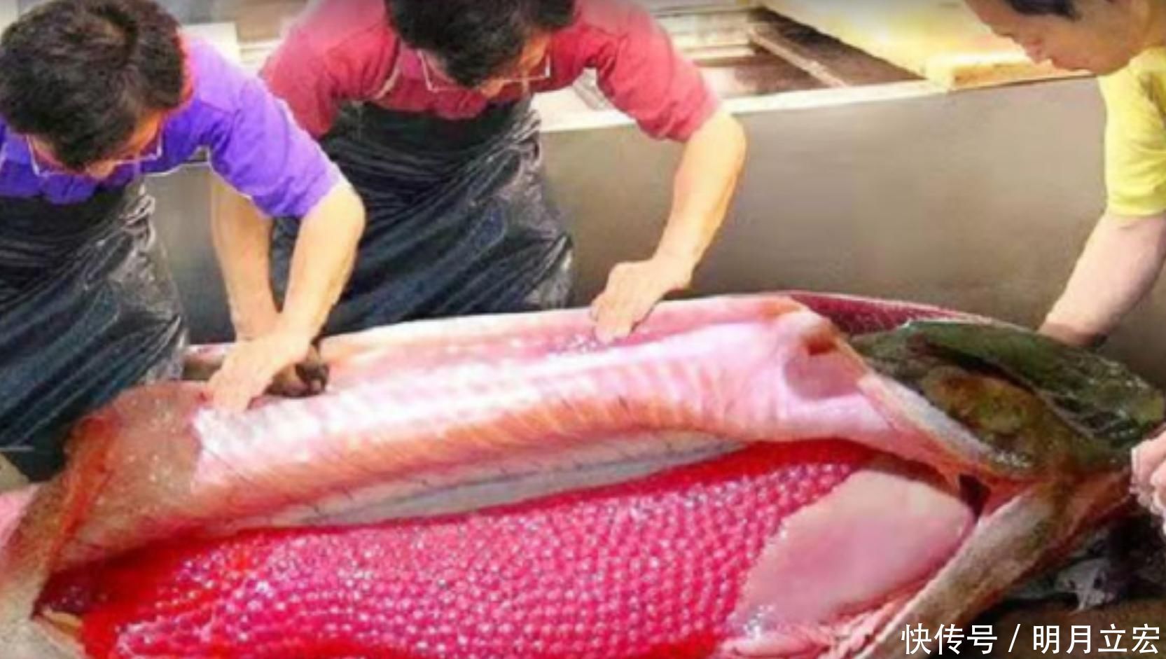 不到|世界上最贵的鱼,一两卖出2800元,有钱都吃不到但却白送