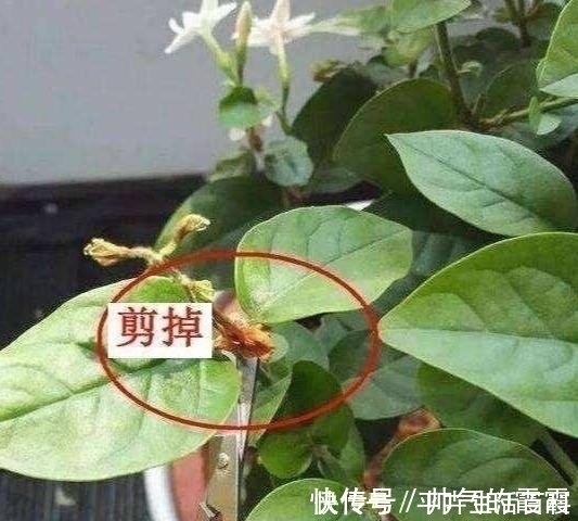 养好茉莉花,4个步骤缺一不可,花开满盆,一茬接一茬