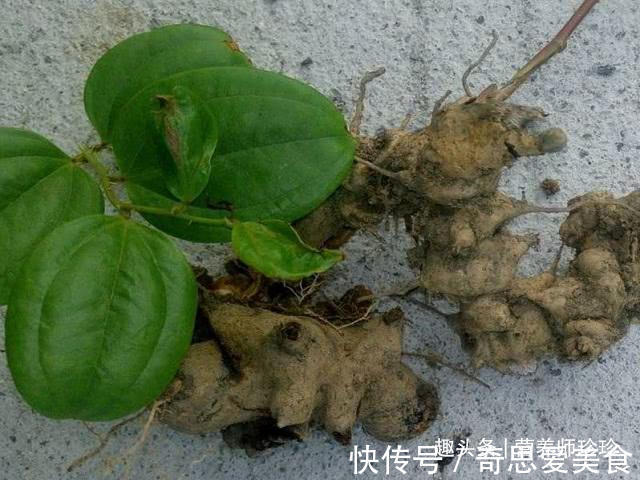 金刚藤|山上一种野生植物，人称“马甲子”，它全株都是宝，看看你认识吗