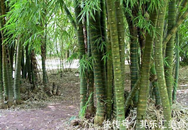 家中养“5种竹”,富贵不俗,护家祥瑞,好日子节节高升