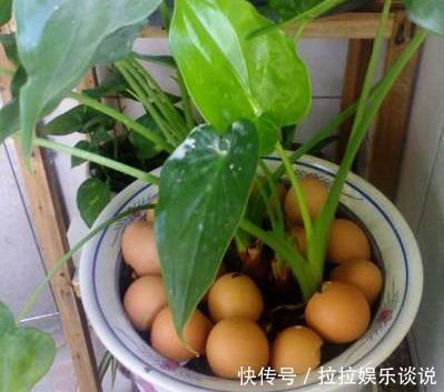 鸡蛋壳|用过的蛋壳能养花错了，难怪花越开越少，专家告诉你原因