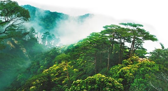 植物|海南热带雨林国家公园为生物多样性保护贡献“智慧”