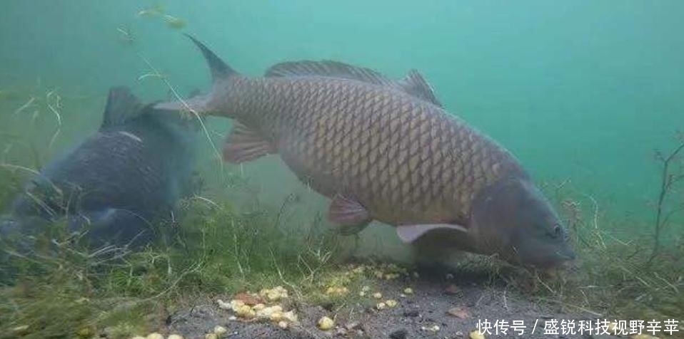 钓鱼不打窝,钓得也不多!5种打窝方法,让每一粒粮食都能诱鱼!