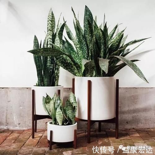 虎尾兰|客厅适合养的5种“耐旱花”,1个月不用浇水,反而爆盆!