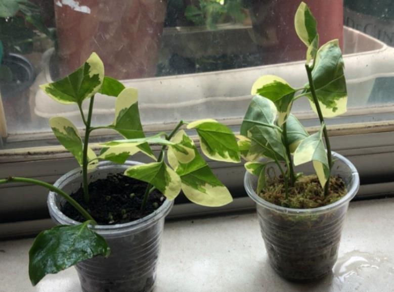 扦插三角梅，小花匠教你个“诀窍”，成活率超高，再也不怕不生根