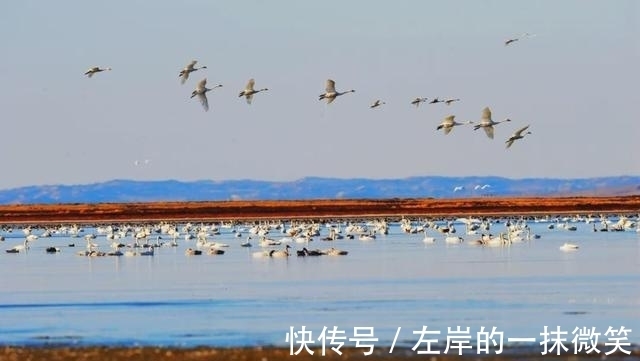 候鸟|就是此刻！你该来达里诺尔赏秋观鸟了……