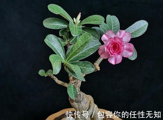 新手养沙漠玫瑰,满足它的“小爱好”,一盆养十年,年年开满花!