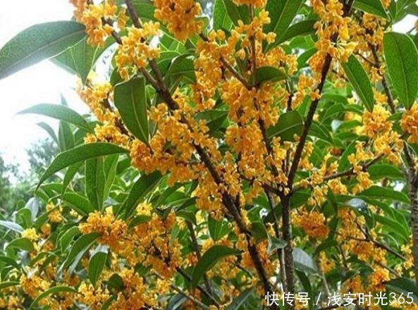 比香水还要香的6种花,栽在阳台上,满屋子都飘香,美极了!