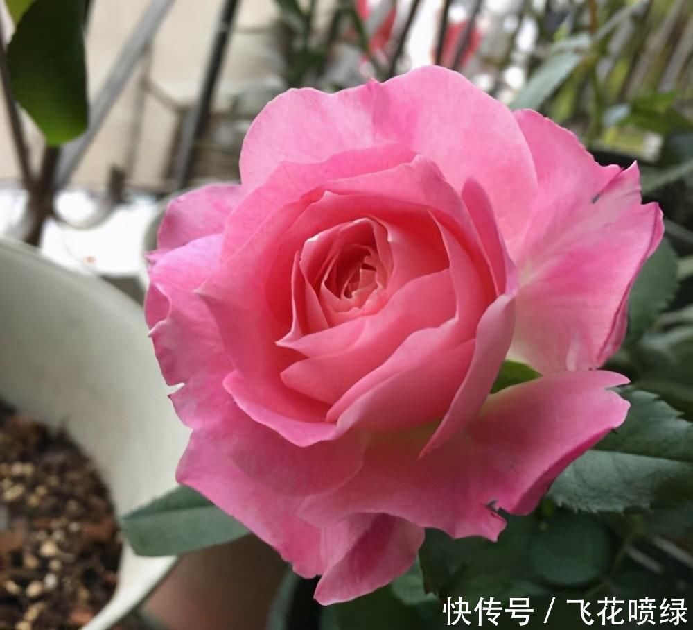 世界名花“海神王阳台月季”,阳台养一盆就够了,四季能开花