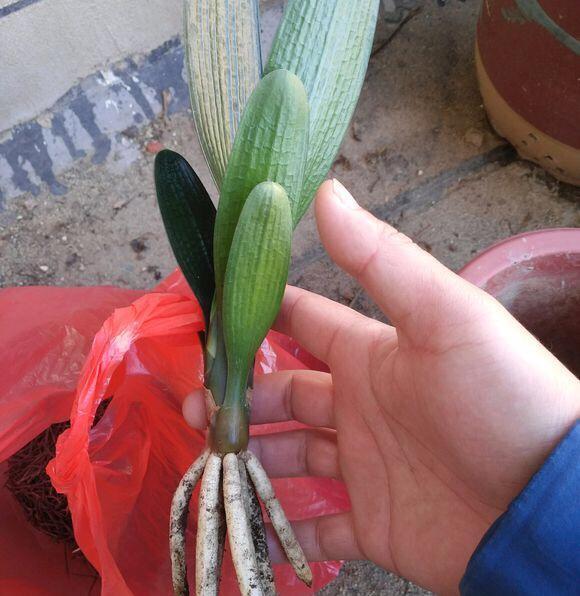 养君子兰，有一个“小技巧”，长得叶大叶宽，花多，根系壮