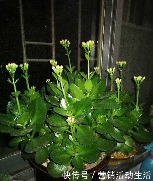 3种花不能养老桩,开花越来越少,最后只剩光杆!