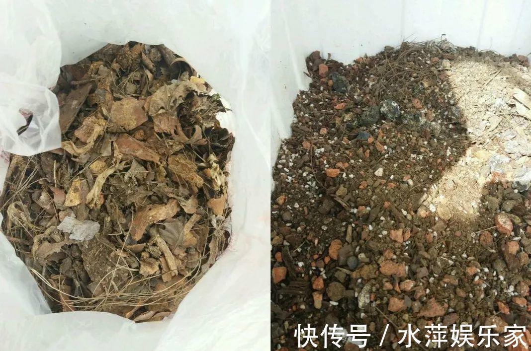 8种兰花,最适合新手养,好活好开花关键还便宜!