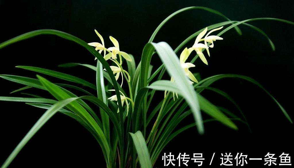 兰花|七言绝句◆空谷幽兰