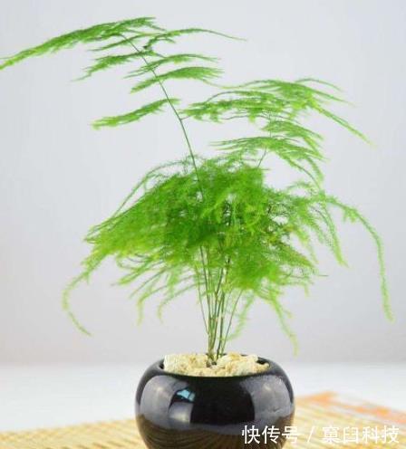 花盆|别傻傻把“云竹”当文竹养,“云竹”很贵重,区别养护别受骗!