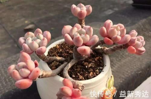 施肥|养多肉植物,了解掌握几个要点,蹭蹭长满盆,上色美极了!