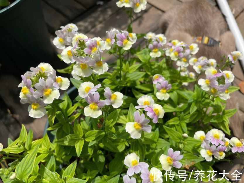 本来有个一楼院子,后来因养花换成天台,真是后悔