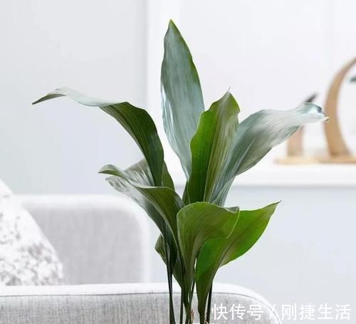 厨房油烟大?这6种绿植吸油烟,长得旺,环境清新又健康!