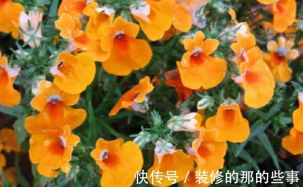 植物|农历7月8日开始,居家养这几款植物,开花爆盆很漂亮,清新亮丽
