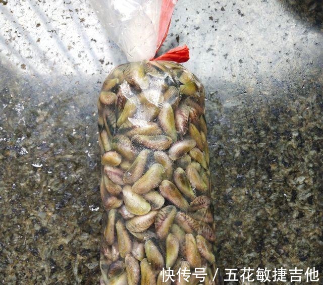 寻氏肌蛤|辣炒海瓜子,一口一个,很鲜美!