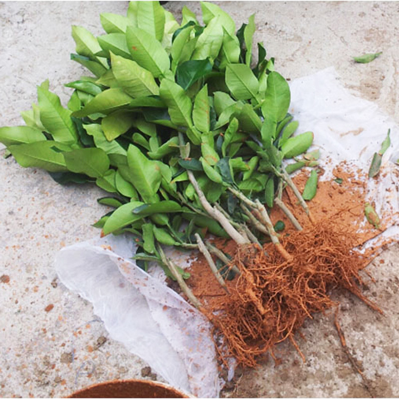 再三提醒不管在哪,要是看见到这种树苗,立马挖走种回家