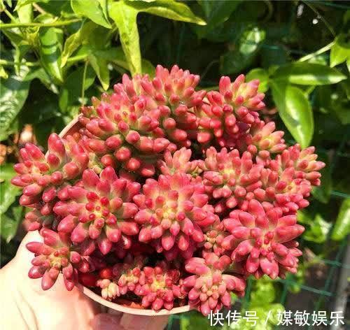 4种“陷阱”花,不适合新手,花店遇到要避开,别白花买花钱