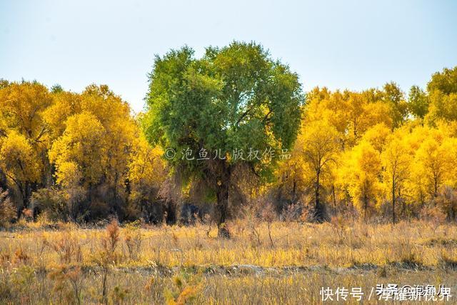 烟花|藏不住了！新疆发现全球最大沙漠胡杨林，比额济纳还美，游客很少