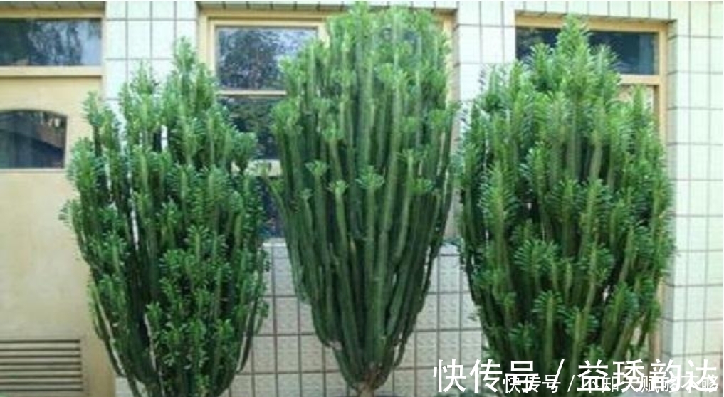 龙骨为什么可以“镇宅”原因只有3点,点点“合人心意”