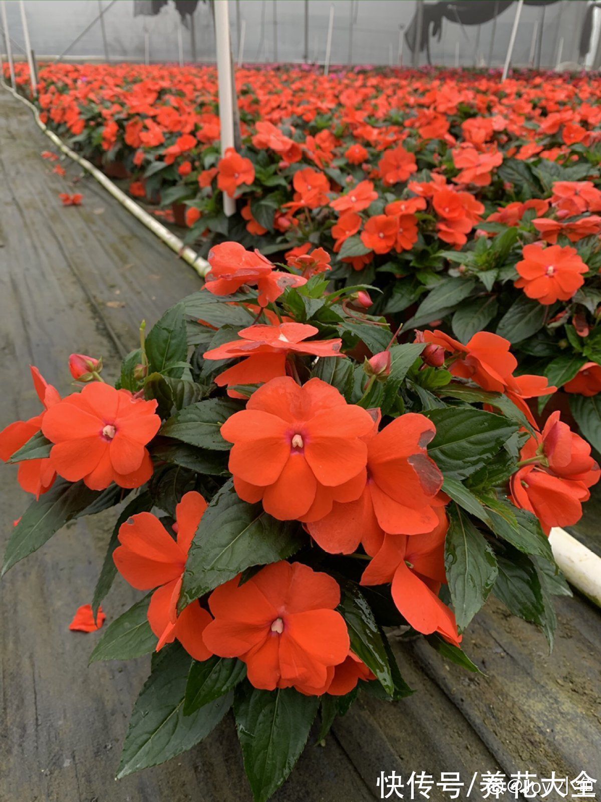 老年人喜欢的7种花,一看见就走不动路,年纪越大越喜欢