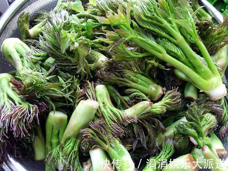 刺嫩芽|农村这种野草，价值堪比人参，被誉为“野菜之王”，卖到60元一斤