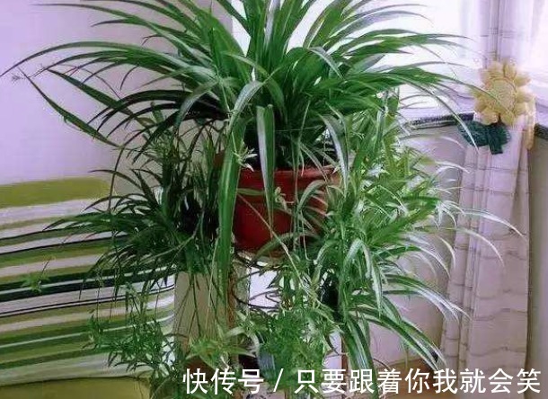 “有害气体”最烦5种花,家里养几盆,守护家人健康