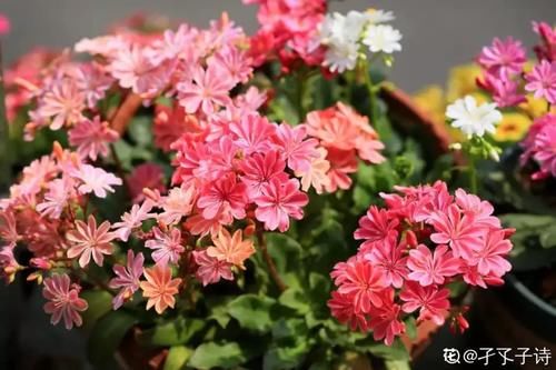 10种“稀罕花”，连名字都认不全，竟然拼命掏钱买