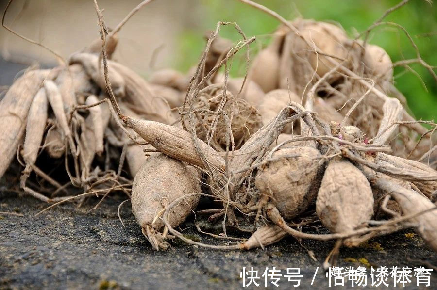 种大丽花的准备工作，温带和亚热带地区盆栽养护攻略