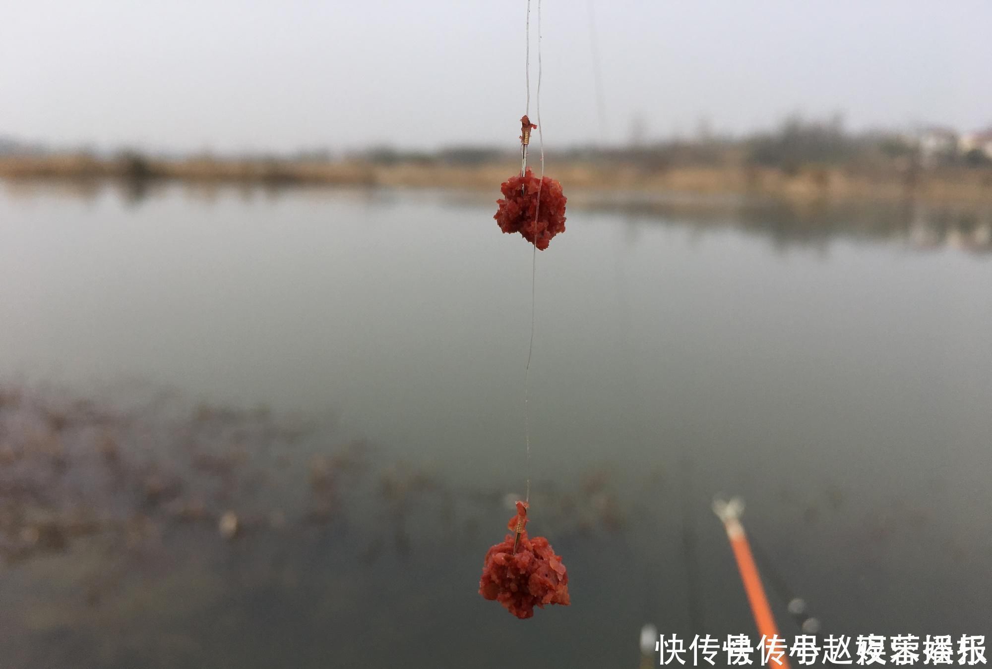 拉丝|白条随便一点饵料就想糊弄我上鱼要想持久，就得这么干