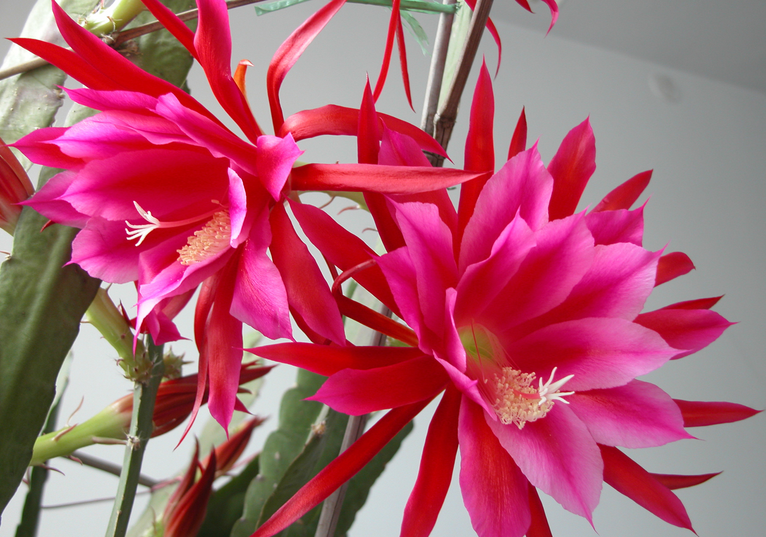 喜欢养护花色艳丽,花期长的花卉,就要知道的养护花卉的秘密,美