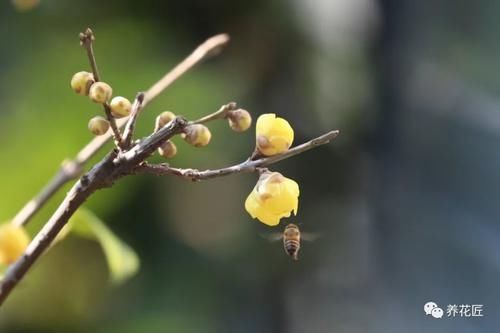 冬季腊梅这样养？顶雪开放，气味芳香 一棵千朵花！