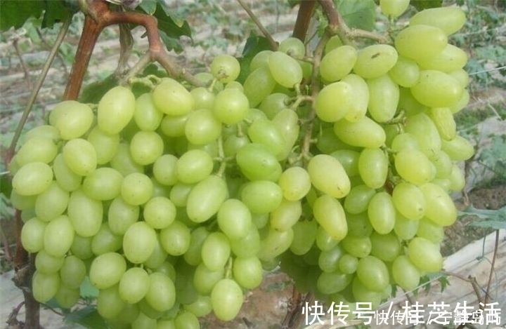 零食|对女人最好的水果,晚上当零食吃几颗,淡化皱纹,肌肤光滑细腻