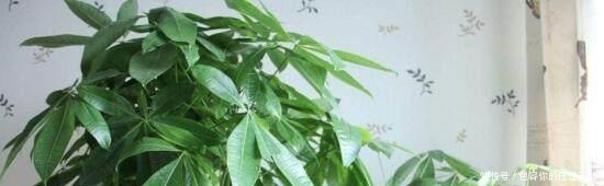 黄叶|文竹、发财树,用这“水”养一养,一窜2米高,再也不黄叶!
