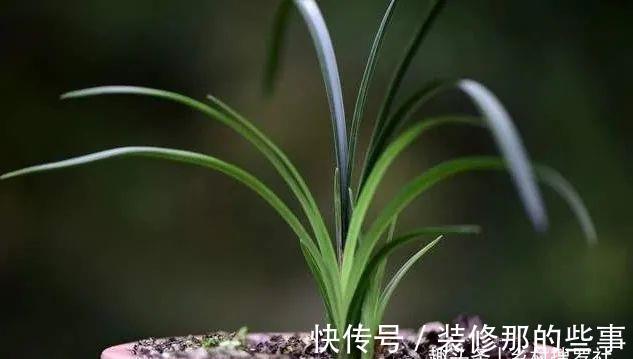 植料|兰花一直养不壮？而且难开花？这些原因如何处理？教你一个小技巧