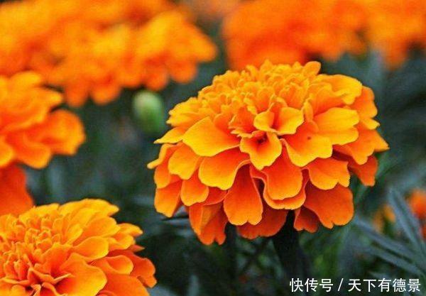 3种花现在入手刚刚好,夏天开花很漂亮,好养易活