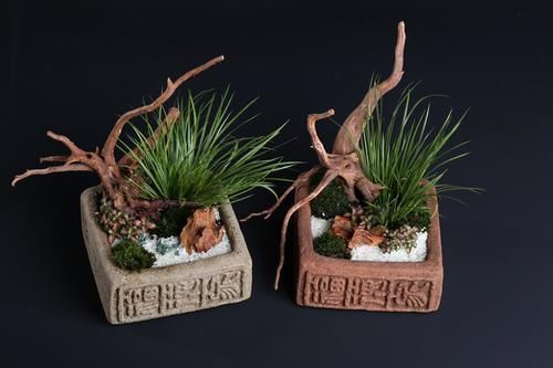 案头|“微型盆景”,我只服此3种,置于案头,让人一见钟情