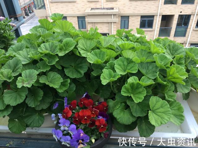 阳台养什么花？4种小盆栽真不错，开旺了满阳台爬