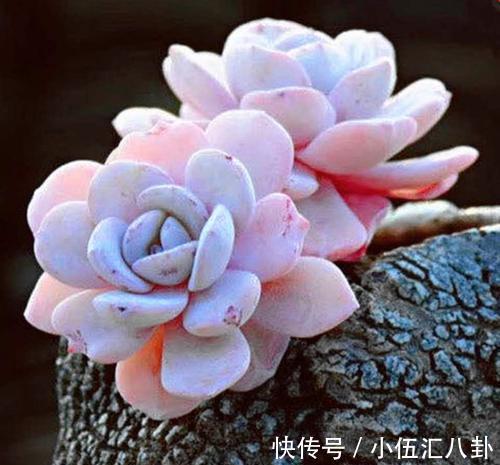 叶片|适合新手养的“6种多肉”，耐热又不怕冷，养成老桩，又美又霸气