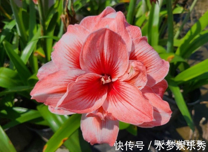 5种花夏天要休眠,养好精神补足体力,天凉开枝散叶,积极开花