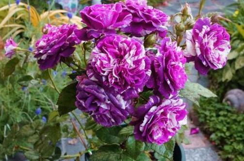 阳台盆栽月季芬芳宝石，沾土就活，做到4点花开香味越发浓郁