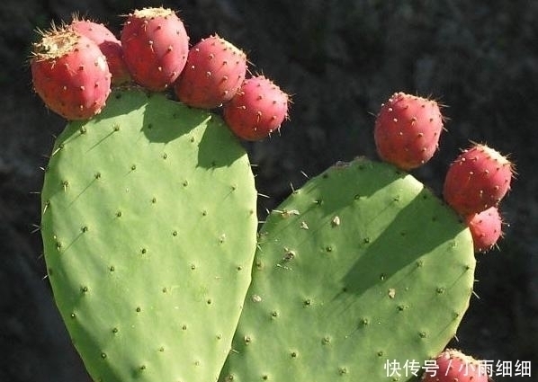 刺梨|仙人掌可降血糖,显示出治疗糖尿病的强大潜力!