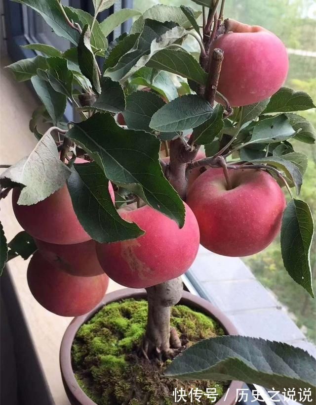 阳台上|4种性价比超高的盆栽,既是盆景又是果树,少抽两包烟也要养一盆